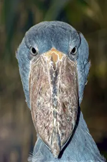 The cropped head and large beak of a shoebill looking into the camera against a blurred background