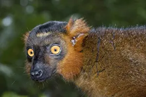 Cross between a Black Lemur (Eulemur macaco) and Crowned Lemur (Eulemur coronatus)