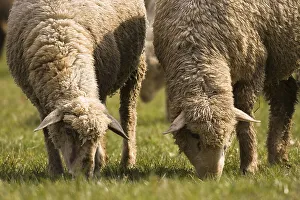 Cross between a Blackhead Persian sheep (Ovis aries steatopyga persica) and Merino sheep (Ovis aries hispanica)