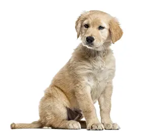 Cross-breed Labrador puppy, 2 months old