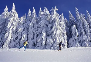 Two cross-country skiers passing in front of trees covered in heavy snow on Mt