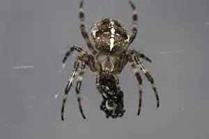 Cross spider (Araneus diadematus)