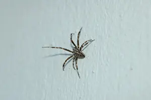 Cross spider (Araneus diadematus)