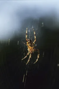 Cross spider (Araneus diadematus)