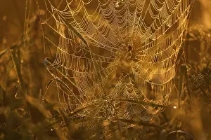 Cross spider (Araneus) sitting in a spider web