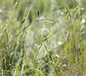 Cross spider (Araneus) sitting in a spider web