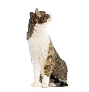 Crossbreed cat sitting and looking up
