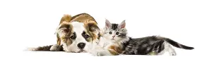Crossbreed dog and cat, lying together