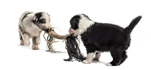 Two crossbreed puppies playing with a rope isolated on white