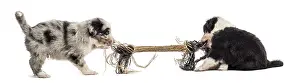 Two crossbreed puppies playing with a rope isolated on white