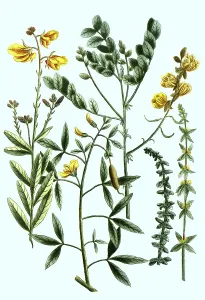 Crotalaria, plant genus of the legume family