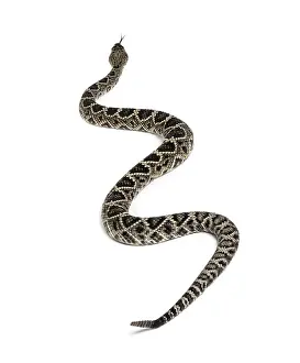 Crotalus atrox, western diamondback rattlesnake or Texas diamond-back