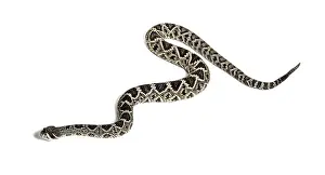 Crotalus atrox, western diamondback rattlesnake or Texas diamond-back