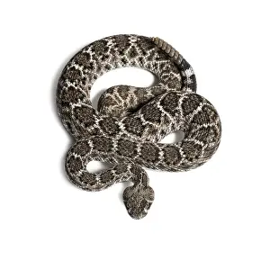 Crotalus atrox, western diamondback rattlesnake or Texas diamond-back