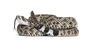 Crotalus atrox, western diamondback rattlesnake or Texas diamond-back
