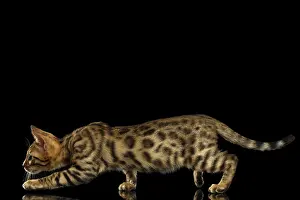 Crouching Bengal Kitty Isolated on Black Background
