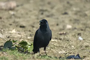 A crow (Corvus splendens) stands on the ground with its beak open