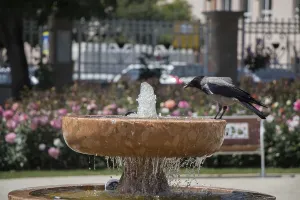 Crow by the side of gushing water in the rose garden