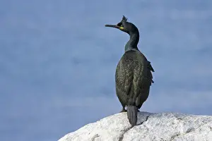 Crow scarlet, (Phalacrocorax aristotelis)
