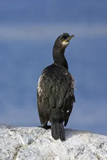 Crow Shard, (Phalacrocorax aristotelis)