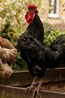 Crowing rooster (Gallus domesticus)