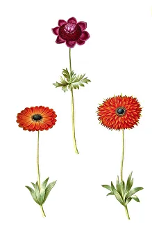Crown anemone or poppy anemone (Anemone coronaria)
