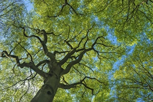 Crown of a beech tree ( Fagus sylvatica) in the Jasmund National Park on Ruegen