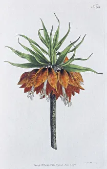 Crown imperial (Fritillaria imperialis)
