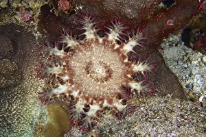 Crown-of-thorns starfish (Acanthaster planci)