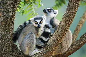 Crown sifaka, Madagascar, Coquerels crown sifaka
