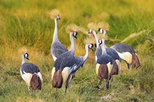 Crowned Crane (Balearica regulorum) courtship behavier South Luangwa NP Zambia August