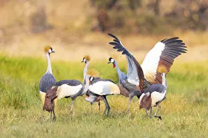 Crowned Crane (Balearica regulorum) Zambia