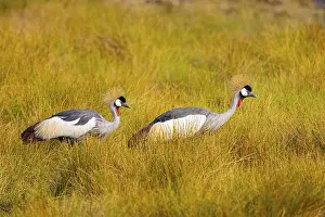 Crowned Crane (Balearica regulorum) Zambia
