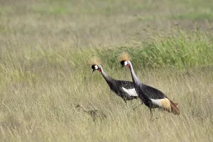 Crowned crane, crowned cranes (Balearicinae) (Balearica pavonina)