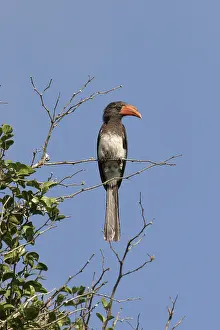 Crowned Hornbill (Tockus alboterminatus)