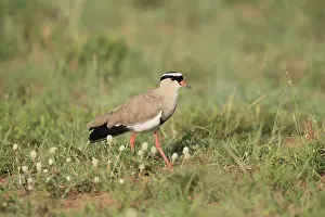 Crowned Lapwing (Vanellus coronatus) adult