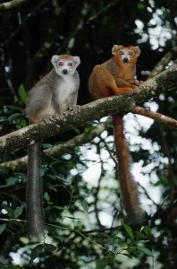 Crowned (Lemur coronatus) Lemurs (Eulemur coronatus)