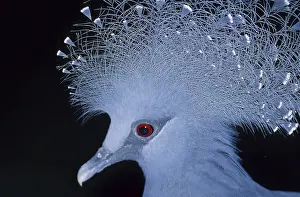 Crowned pigeon (Goura cristata)