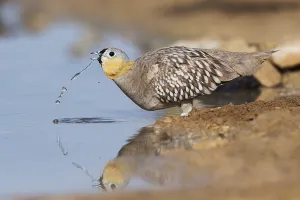 Crowned Sandgrouse (Pterocles coronatus) male drinking