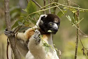 Crowned sifaka, Berenty Private Reserve (Propithecus verreauxi coronatus)