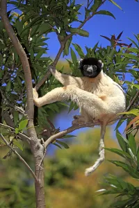 Crowned Sifaka, Madagascar (Propithecus verreauxi coronatus)