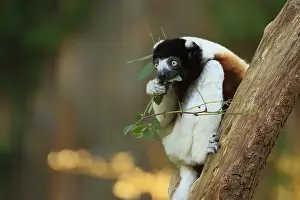 Crowned sifaka (Propithecus coronatus)