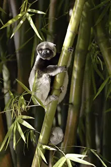 Crowned Sifaka (Propithecus verreauxi coronatus)