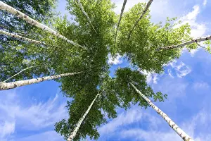 Crowns of tall birch trees above his head in the forest against a blue sky