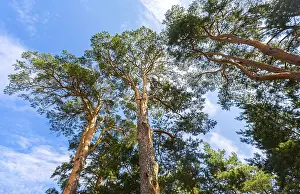 Crowns of tall pine trees above his head in the forest against a blue sky