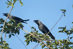 Two crows (Corvus splendens) perched and interacting on leafy branches against a blue sky In Netrokona