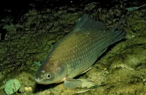 Crucian Carp (Carassius carassius)