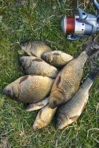 Crucian carp in north ponds