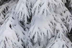 The crystals of hoarfrost look like lace on the snow-covered fir branches