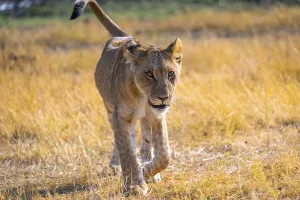 Cub, lion (Panthera Leo) in grass